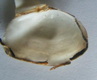 Thracia corbuloides?